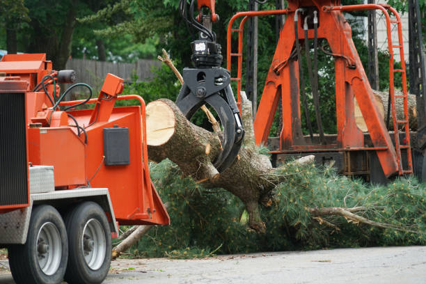 Best Tree Root Removal  in Shippensburg, PA